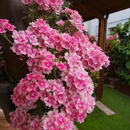 Eden Lilli 4* La Pieve (Pesaro and Urbino)