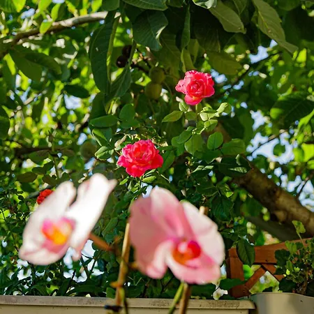 Bed & Breakfast Eden Lilli 4*